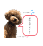 ビションプーのめる（個別スタンプ：21）