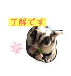 モモンガ大好き 日常会話（個別スタンプ：3）