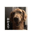 ゴールレトリバーライフ（個別スタンプ：8）