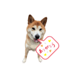 むーむーです3（個別スタンプ：5）