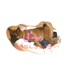 豆柴コムギ（個別スタンプ：4）