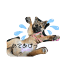 豆柴コムギ（個別スタンプ：6）