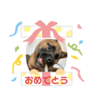 豆柴コムギ（個別スタンプ：12）