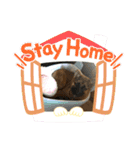 豆柴コムギ（個別スタンプ：13）
