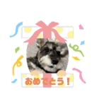 マロくんスタンプ@〜6ヶ月（個別スタンプ：39）