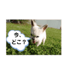 CIMA＆マロン（個別スタンプ：4）