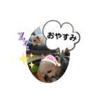 CIMA＆マロン（個別スタンプ：11）