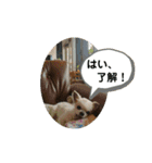 CIMA＆マロン（個別スタンプ：14）