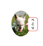 CIMA＆マロン（個別スタンプ：15）