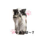momo727（個別スタンプ：7）