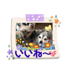 ごんまめはな Part2（個別スタンプ：11）
