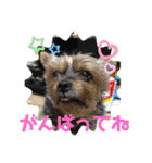 ごんまめはな Part2（個別スタンプ：23）