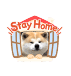 秋田犬のコタロウ（個別スタンプ：1）