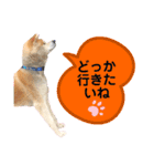 秋田犬のコタロウ（個別スタンプ：2）