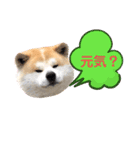 秋田犬のコタロウ（個別スタンプ：3）