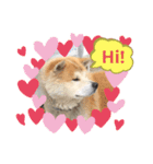 秋田犬のコタロウ（個別スタンプ：4）