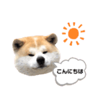 秋田犬のコタロウ（個別スタンプ：6）