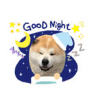 秋田犬のコタロウ（個別スタンプ：7）