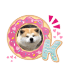 秋田犬のコタロウ（個別スタンプ：10）