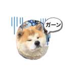 秋田犬のコタロウ（個別スタンプ：12）