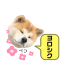 秋田犬のコタロウ（個別スタンプ：13）