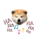 秋田犬のコタロウ（個別スタンプ：14）