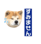 秋田犬のコタロウ（個別スタンプ：15）