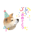 秋田犬のコタロウ（個別スタンプ：16）