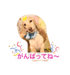 ダックス★そうちゃん（個別スタンプ：3）