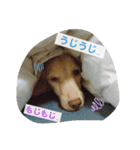 ダックス★そうちゃん（個別スタンプ：4）