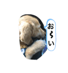 ダックス★そうちゃん（個別スタンプ：7）
