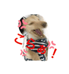 ダックス★そうちゃん（個別スタンプ：8）