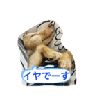 ダックス★そうちゃん（個別スタンプ：11）