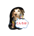 ダックス★そうちゃん（個別スタンプ：12）