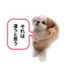 こつぶちゃんダヨ（個別スタンプ：13）