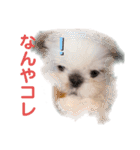 こつぶちゃんダヨ（個別スタンプ：36）