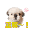 こつぶちゃんダヨ（個別スタンプ：37）
