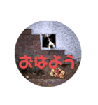 バーニーイラスト（個別スタンプ：1）