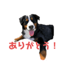 バーニーイラスト（個別スタンプ：2）