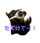 バーニーイラスト（個別スタンプ：12）