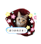 姫・ペタロー・コペタ1（個別スタンプ：4）