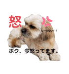 姫・ペタロー・コペタ1（個別スタンプ：8）