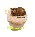 姫・ペタロー・コペタ1（個別スタンプ：15）