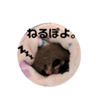 フクロモモンガ♡まにちゃん①（個別スタンプ：4）