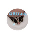 フクロモモンガ♡まにちゃん①（個別スタンプ：5）