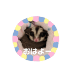 フクロモモンガ♡まにちゃん①（個別スタンプ：6）