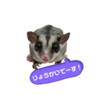 フクロモモンガ♡まにちゃん①（個別スタンプ：12）