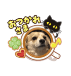 まいあいけんけんけん（個別スタンプ：8）