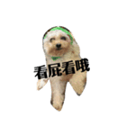トイプードル(繁体字)（個別スタンプ：6）