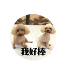 トイプードル(繁体字)（個別スタンプ：10）